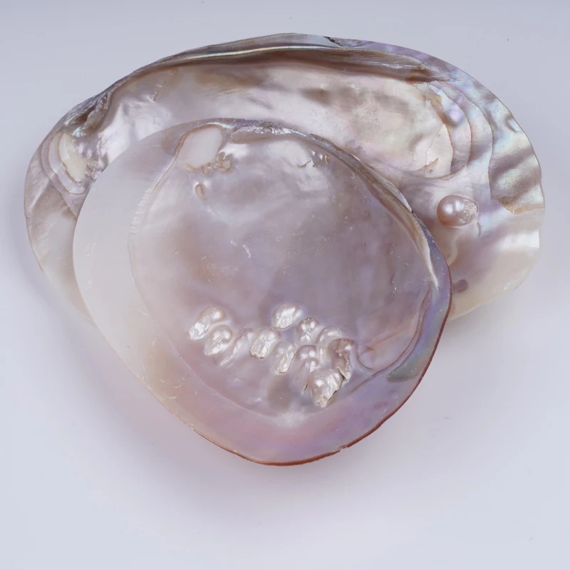 Natural White Polished Mother Of Pearl Shell Pearl Oyster For Home Decoration Jewelry Making