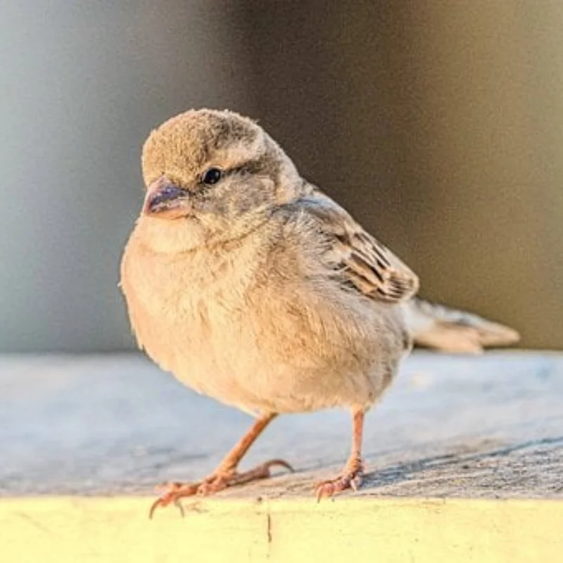 

WLtoys 124019 124018 144001 Обновление запасных частей для радиоуправляемого автомобиля, металлический комплект приводного вала, тяга, поворотный рычаг, чашка рулевого управления, шестерня сиденья C и т. д.