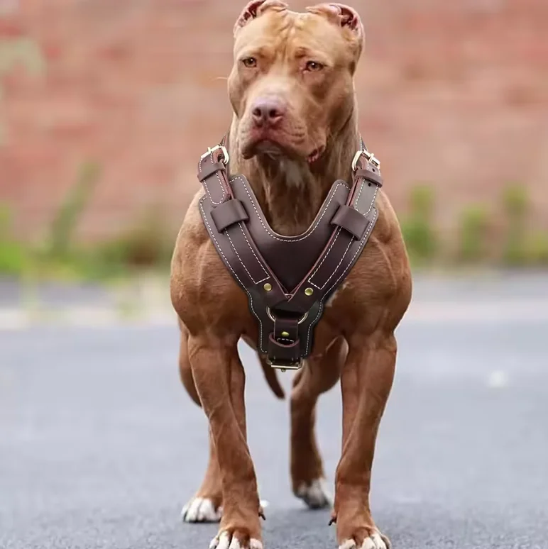 

Genuine Leather Y-Shaped Dog Harness Adjustable Neck Chest Pull-Proof, Durable for Large Dogs Handcrafted Full Grain Leather