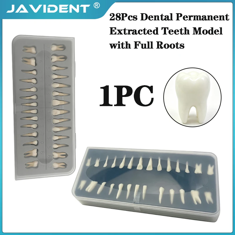 28Pcs Dental Permanent Teeth Model Simulation 1: 1  Root Upper and Lower Full Mouth Tooth Model for Demonstration Teach Study