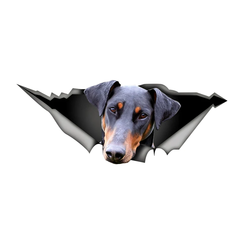 

DK504# Doberman Car Stickers Funny Waterproof Vinyl Decal Motorcycle Decorative Accessories, Used for Car, Motorcycle, Laptop, V