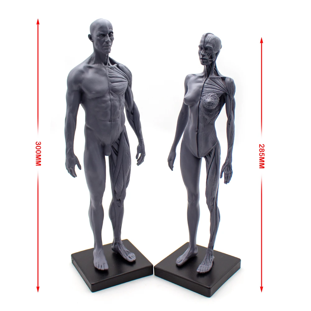 Escultura de sangre de cráneo de anatomía anatómica humana, modelo de cuerpo de cabeza, modelo de hueso muscular masculino y femenino 1:6, altura del cuerpo humano de 30CM