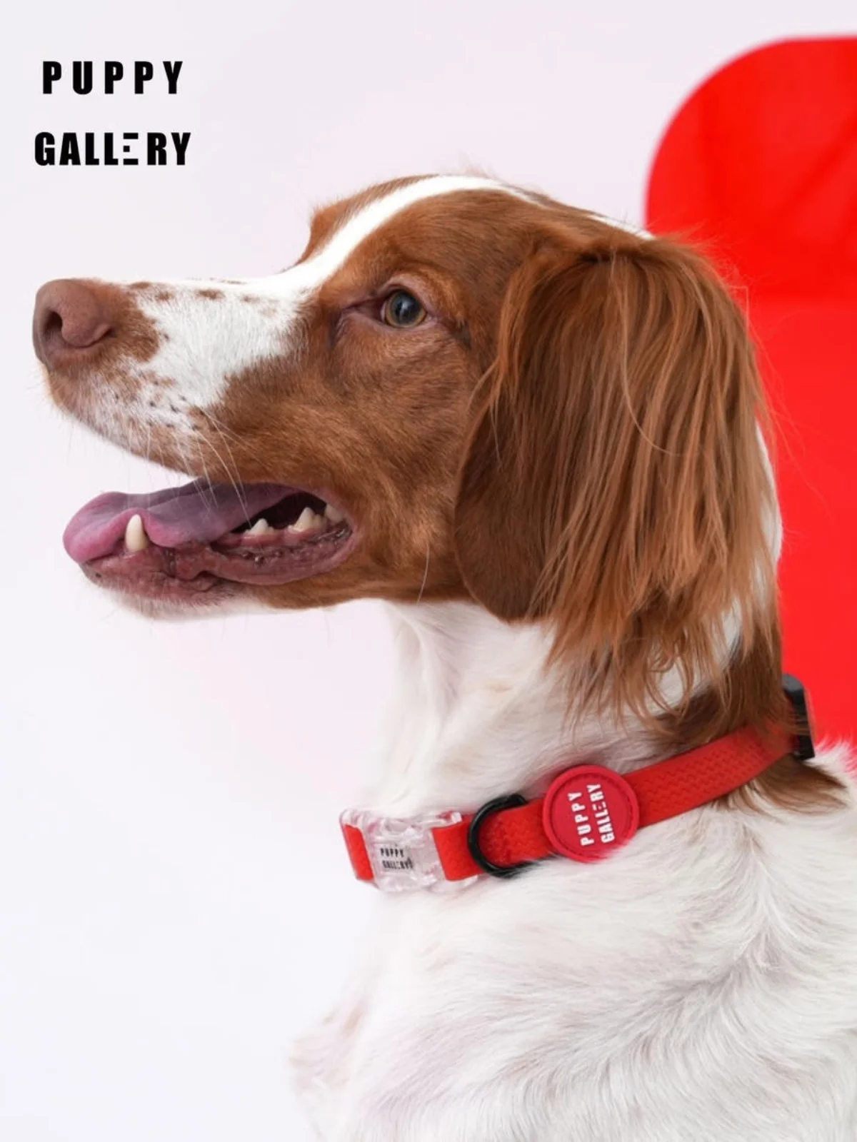 

Ошейник для собак Pet Se Lea Puppygallery Heart Series для средних собак, с кольцом для поводка, для путешествий и активного отдыха