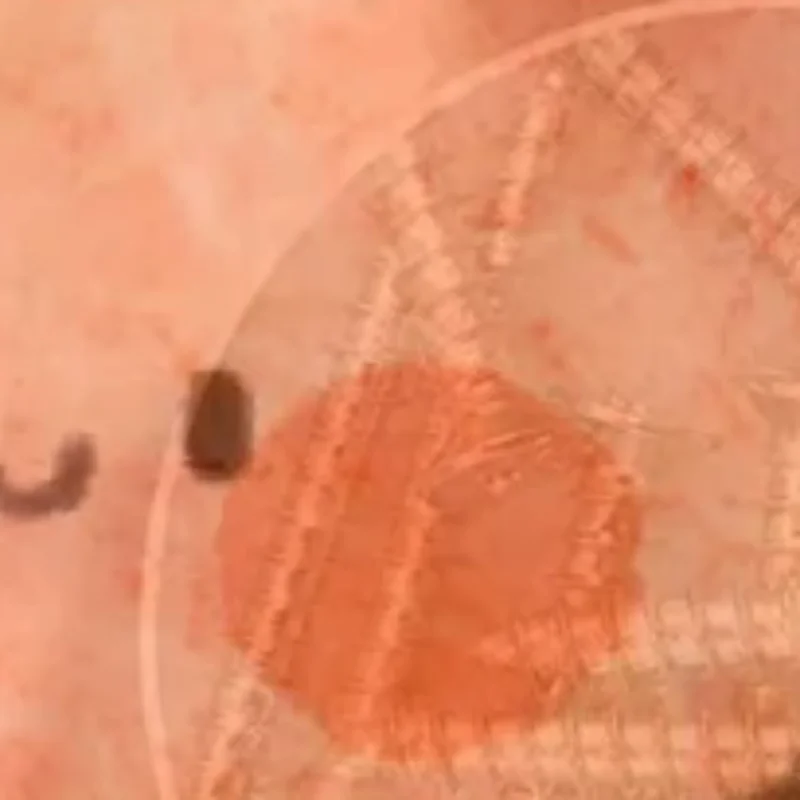 

2/4/10PCS Guide Roller Set for Shutter Belt, includes Roller and Brush, Suitable for up to 23mm Belt Width