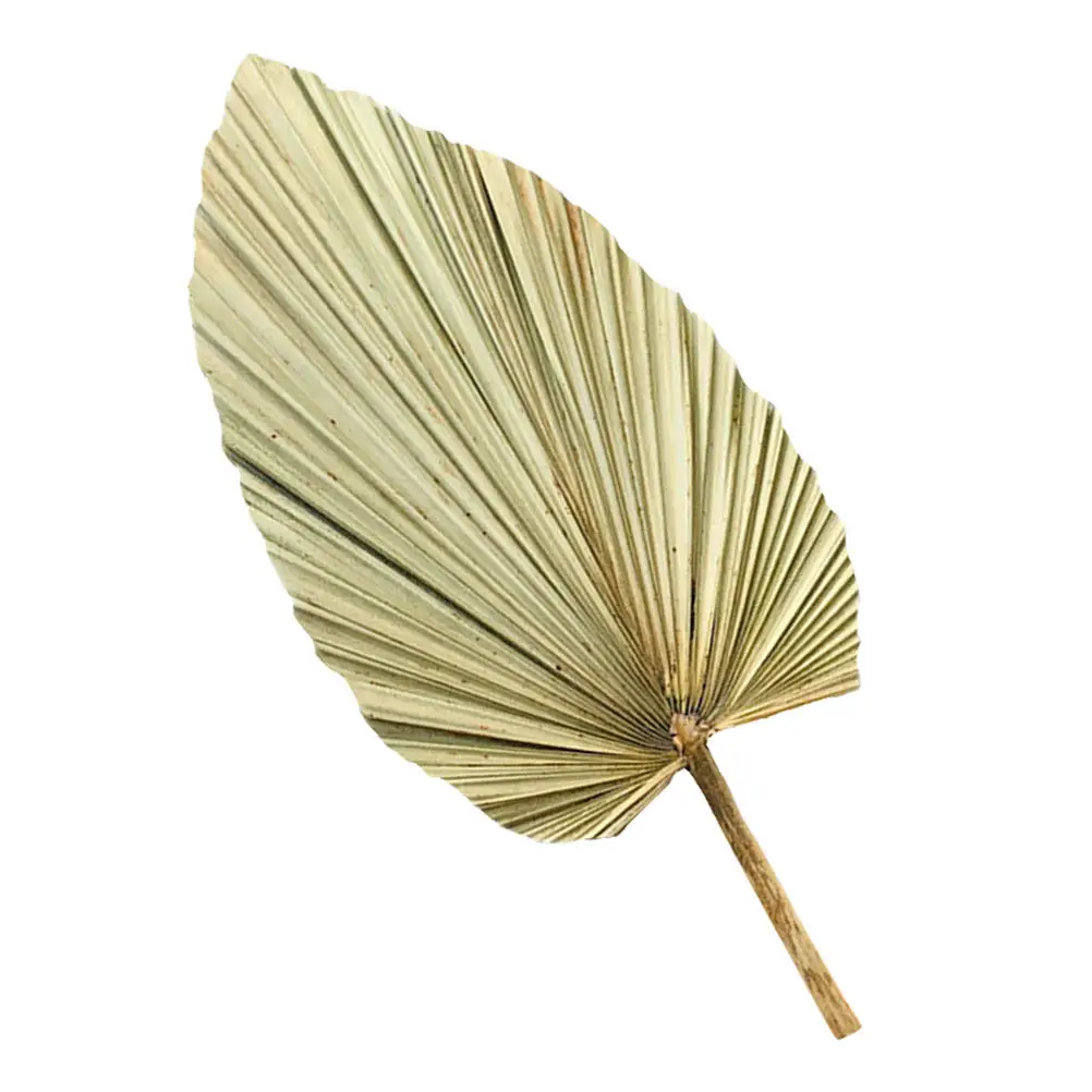 1Pcs Natural Dried Palm Leaf Decor Green Dried for Party Wedding Home Living Room Decoration - Detail 1