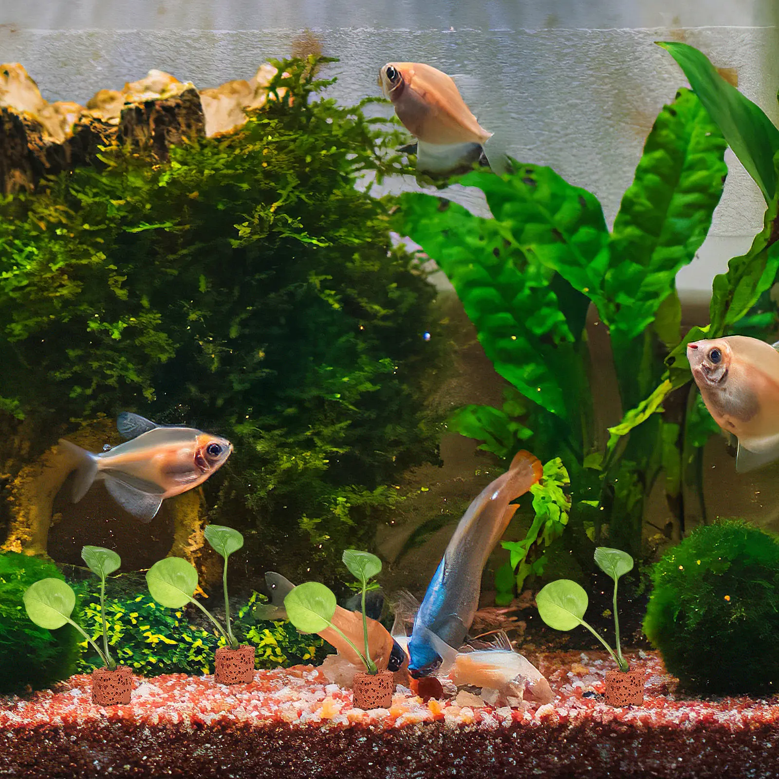 30Pcs Water Plant Fixed Ring P - Planted Aquarium Without Fish ulasan dan harga