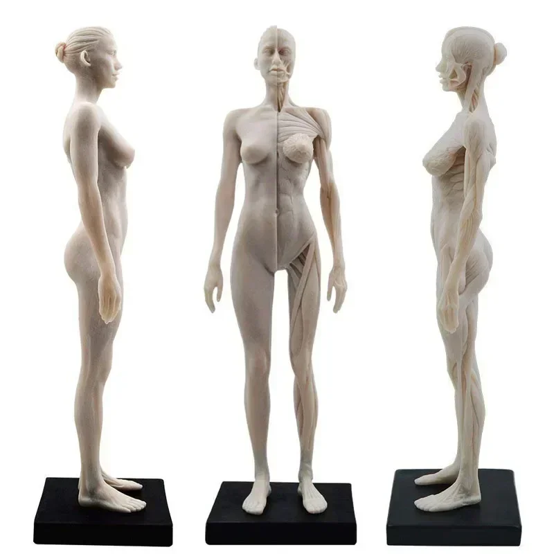 30cm Female male Anatomy Figure Anatomical Model Anatomy Skull Bone Medical Artist Drawing Manikin Articulated Mannequin