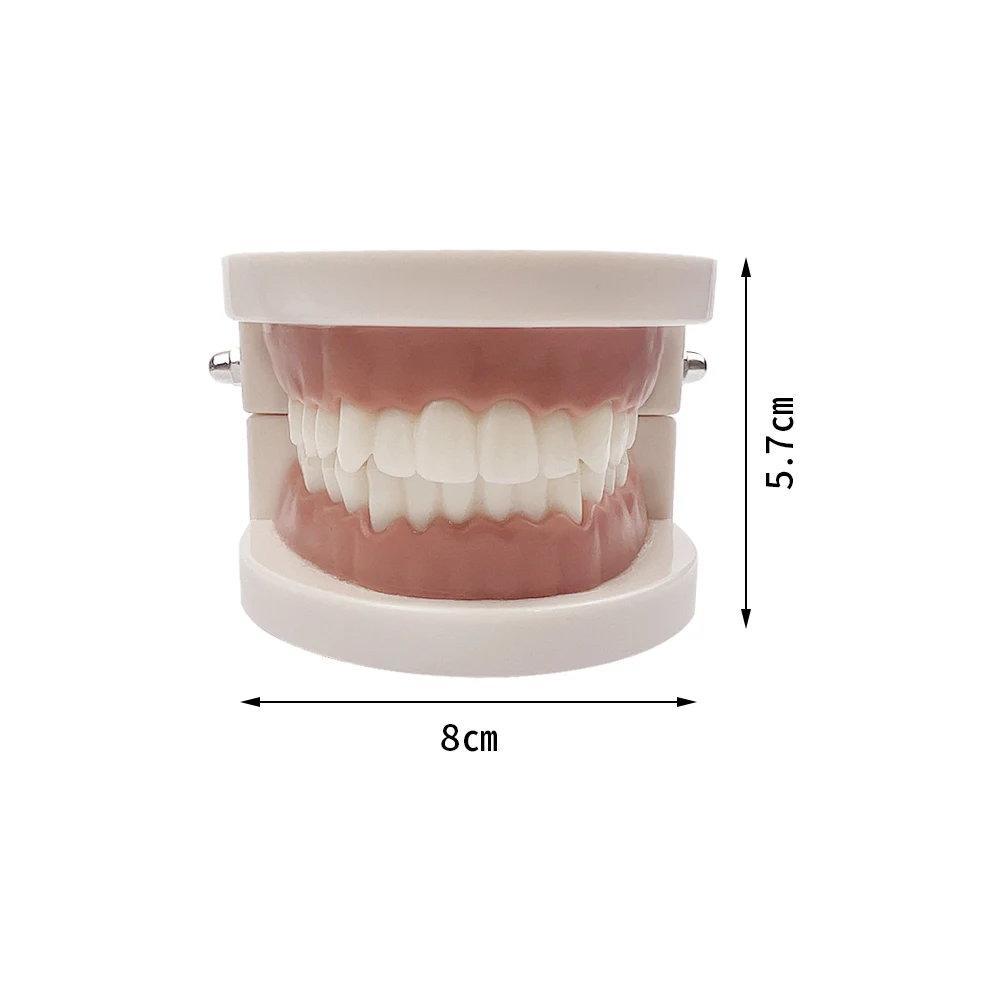 1Pcs Dental Model Training Typodont Teeth Model For Dentist Technician Practice Teaching Gum Teeth Jaw Model Dentistry Equipment