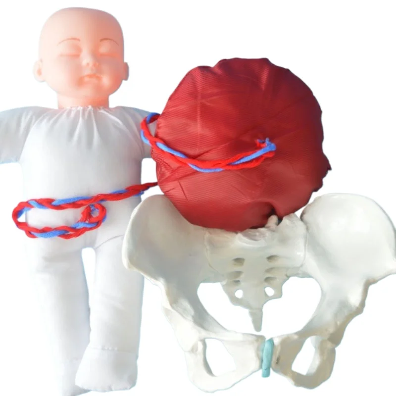 

1:1 Life Sized Human Delivery Demonstration Pelvis Teaching Anatomy Model Fetus Umbilical Cord Placenta Model