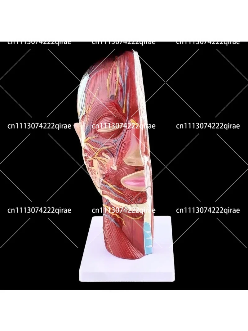 Human Anatomical Half Head Face Neck Section Model for Anatomy Study