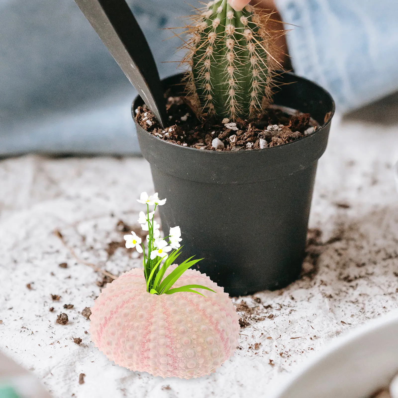 5 Piezas de Conchas de Erizo de Mar Naturales de 4 cm, Macetas para Plantas, Soportes para Tillandsia, Recipientes para Plantas Aéreas, Manualidades DIY con Conchas de Erizo de Mar