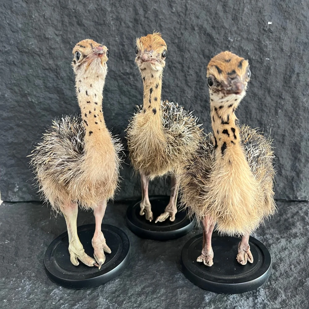 Stuffed Ostrich Specimen Animal Taxidermy Home Decor Perfect for Collecting, Special Unique Gifts