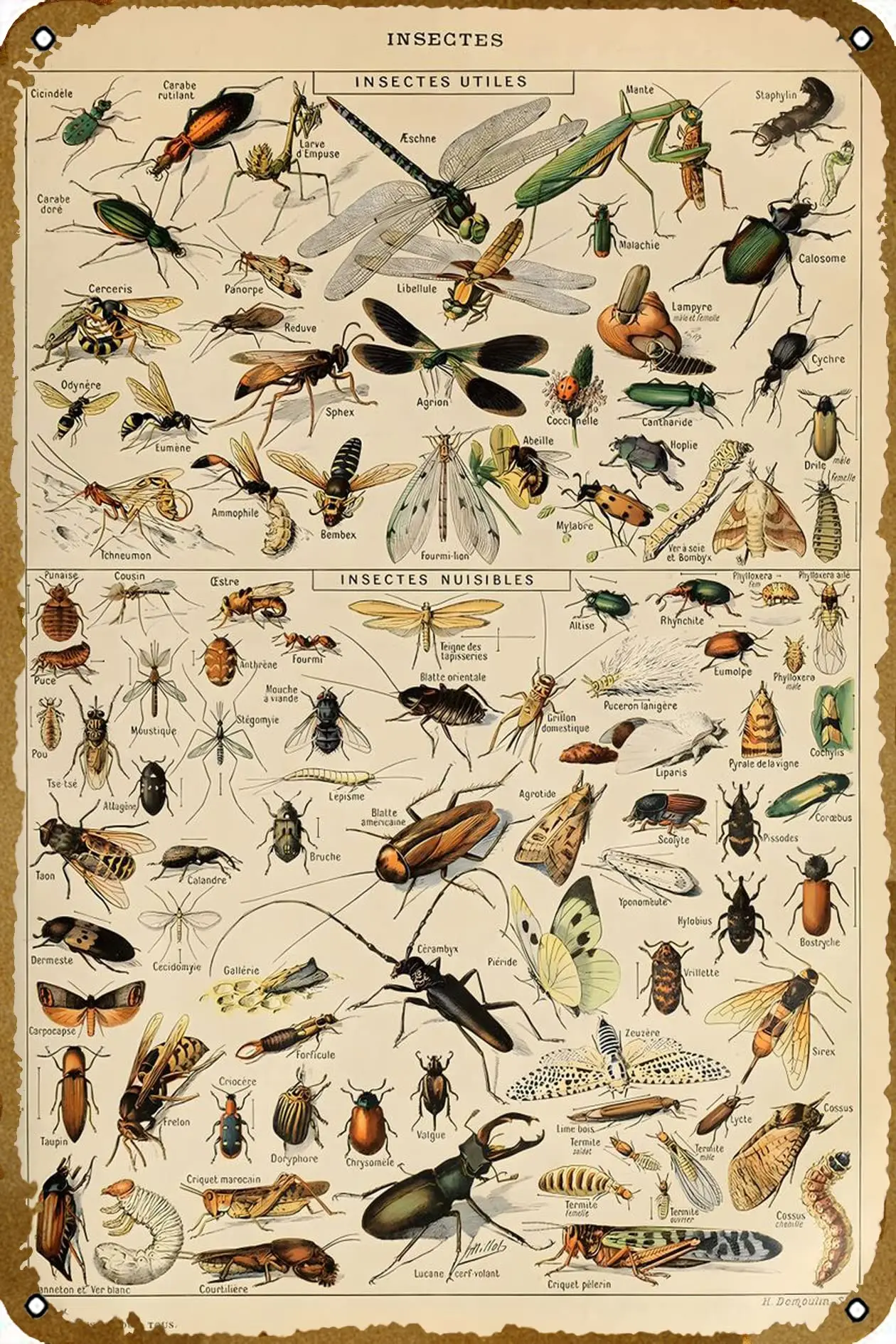 Adolphe Millot Insect Plaque Poster Metal Tin Sign 8