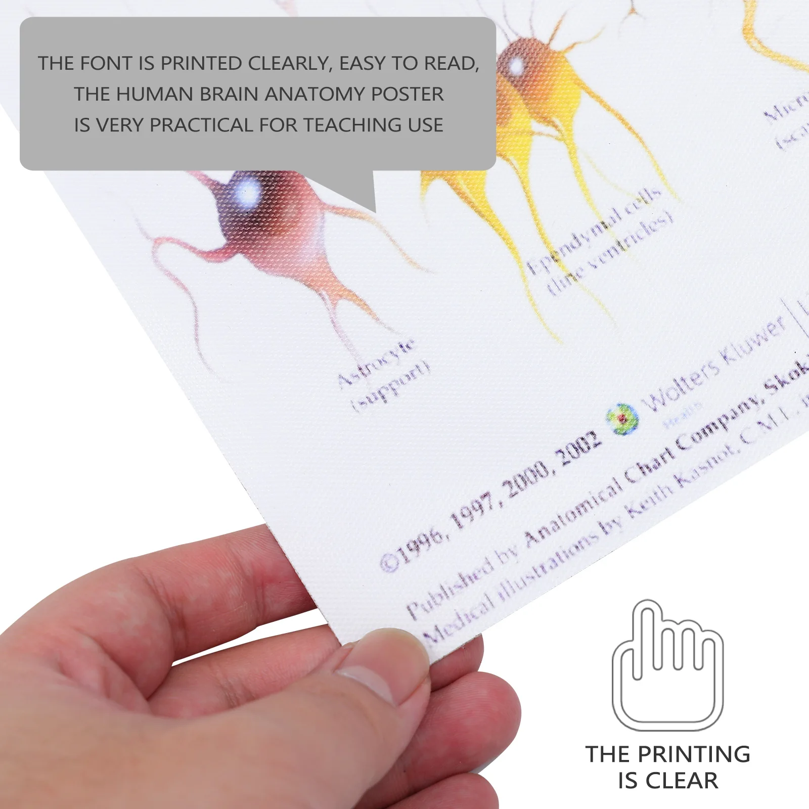 

Human Brain Anatomy Poster Medical Teaching Chart Clear Font for Laboratory School Classroom Educational Wall Poster