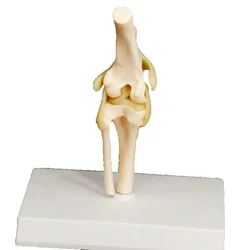 Dog knee Canine Joint model Medical Veterinary Teaching Research Skeleton Animal Teaching Training Aid Education