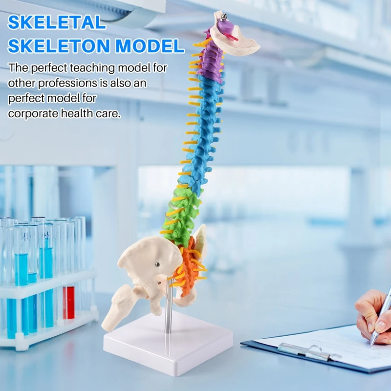 45Cm With Pelvic Human Anatomical Anatomy Spine Spinal Column Model Teaching Resources For Students