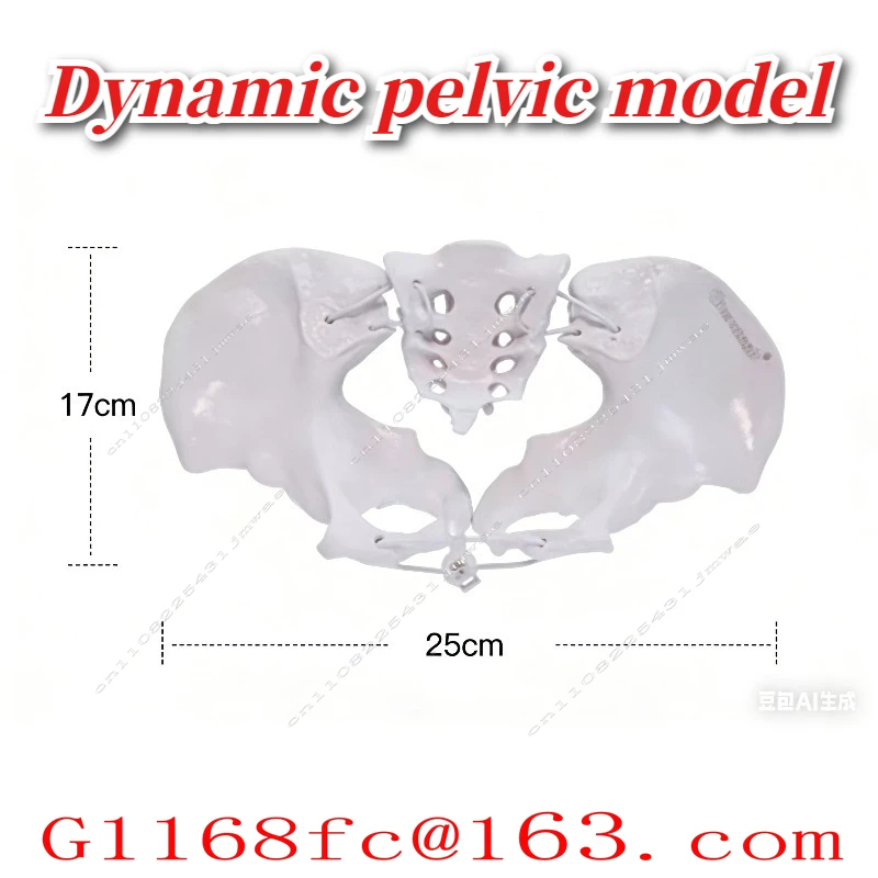 Dynamic Pelvic Model Rehabilitation Teaching Aid Movable Pubic Symphysis Separation Sacroiliac Joint Postpartum