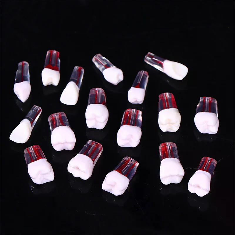 

5/10Pcs Dental RCT Teeth Model Endodontic Practice Root Canal Block Pulp Cavity Resin Study Tooth Dentistry Teaching Material