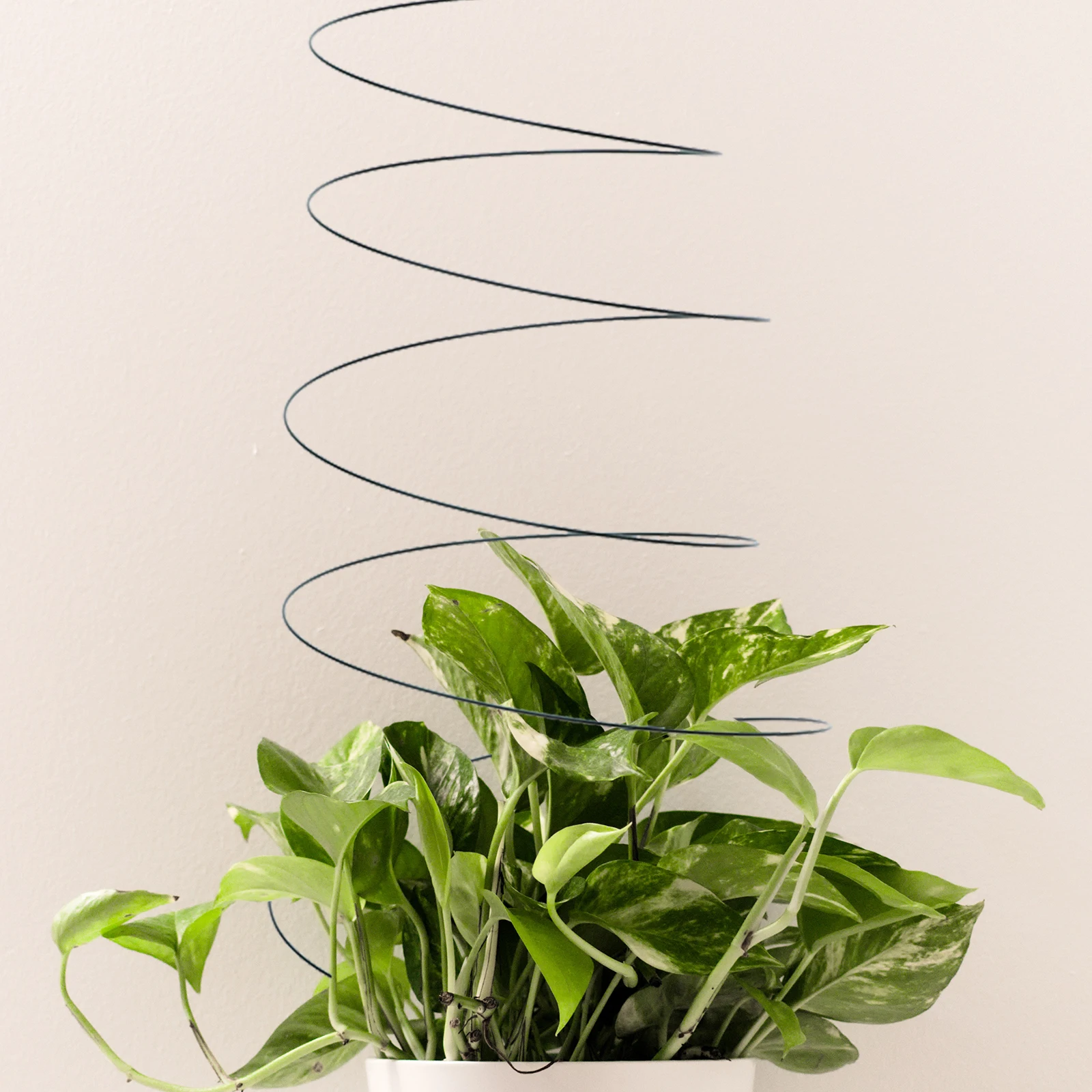 

2pcs Spiral Plant Support Stake Stainless Steel Durable Garden Trellis For Tomato Climbing Rack Vegetable Cage Outdoor Plants