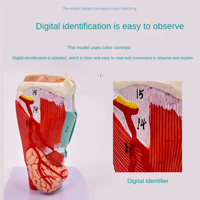 

New!!Human Throat Model, Anatomically Accurate Throat Model, Anatomy Classroom Learning Display Teaching -Model