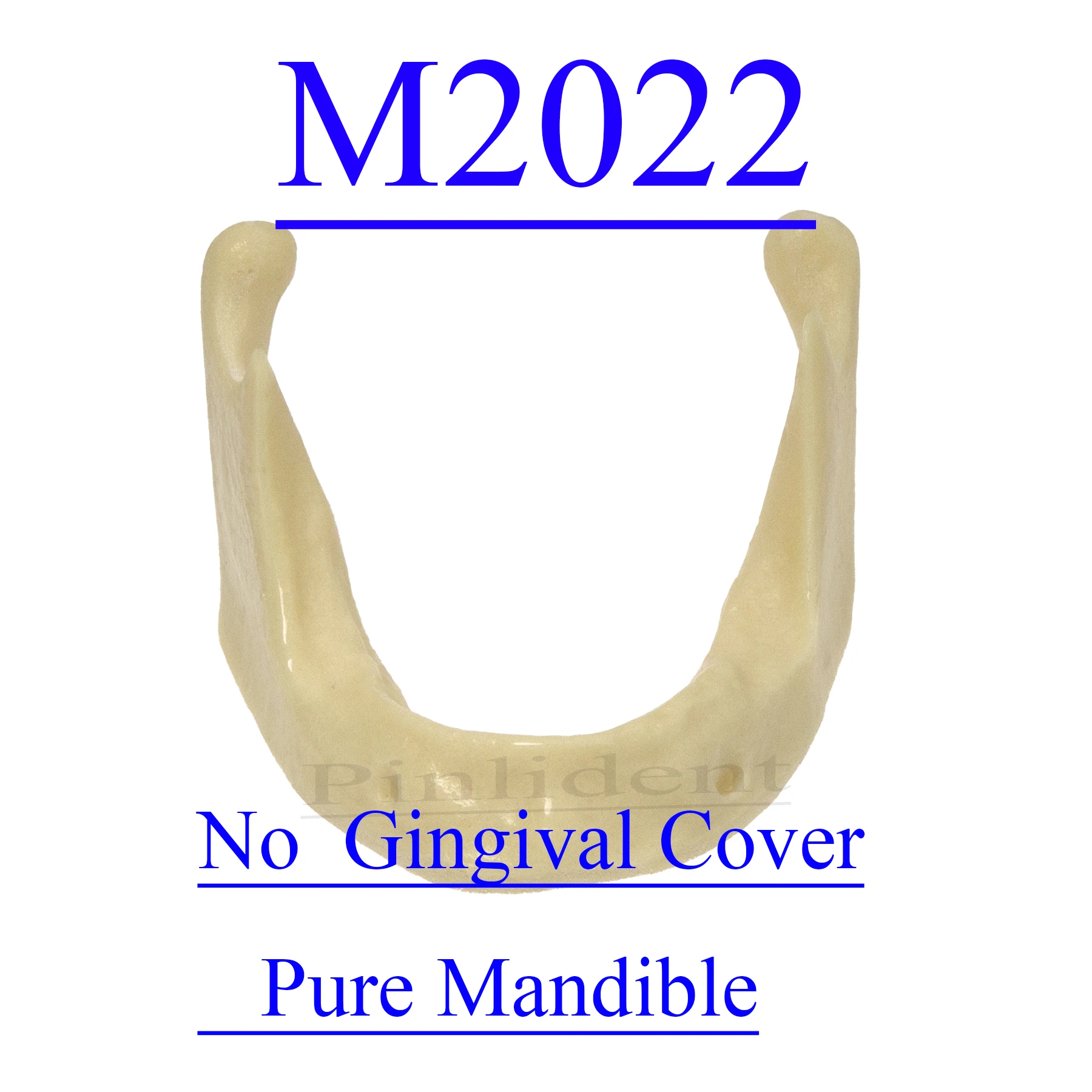 

Dental Practice Drill Implant Practice Mandible Model M2022 Implant Model
