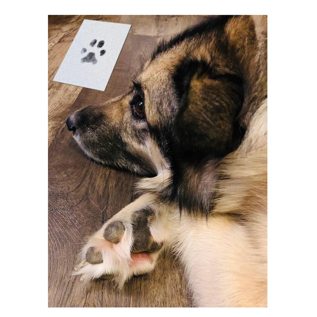 Paw Print Kit for Dog Cats, 4 Inkless Print Pads, 8 Imprint Cards, Nose Print Stamp Pad for Dogs, Touch Footprint KitJAS