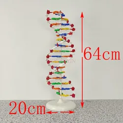 molecular instrument DNA double helix structure model High school DNA molecular structure model teaching aids