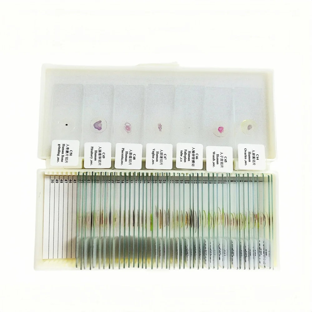 50Pcs Human Teaching Microscope Histology Prepared Slides for Education