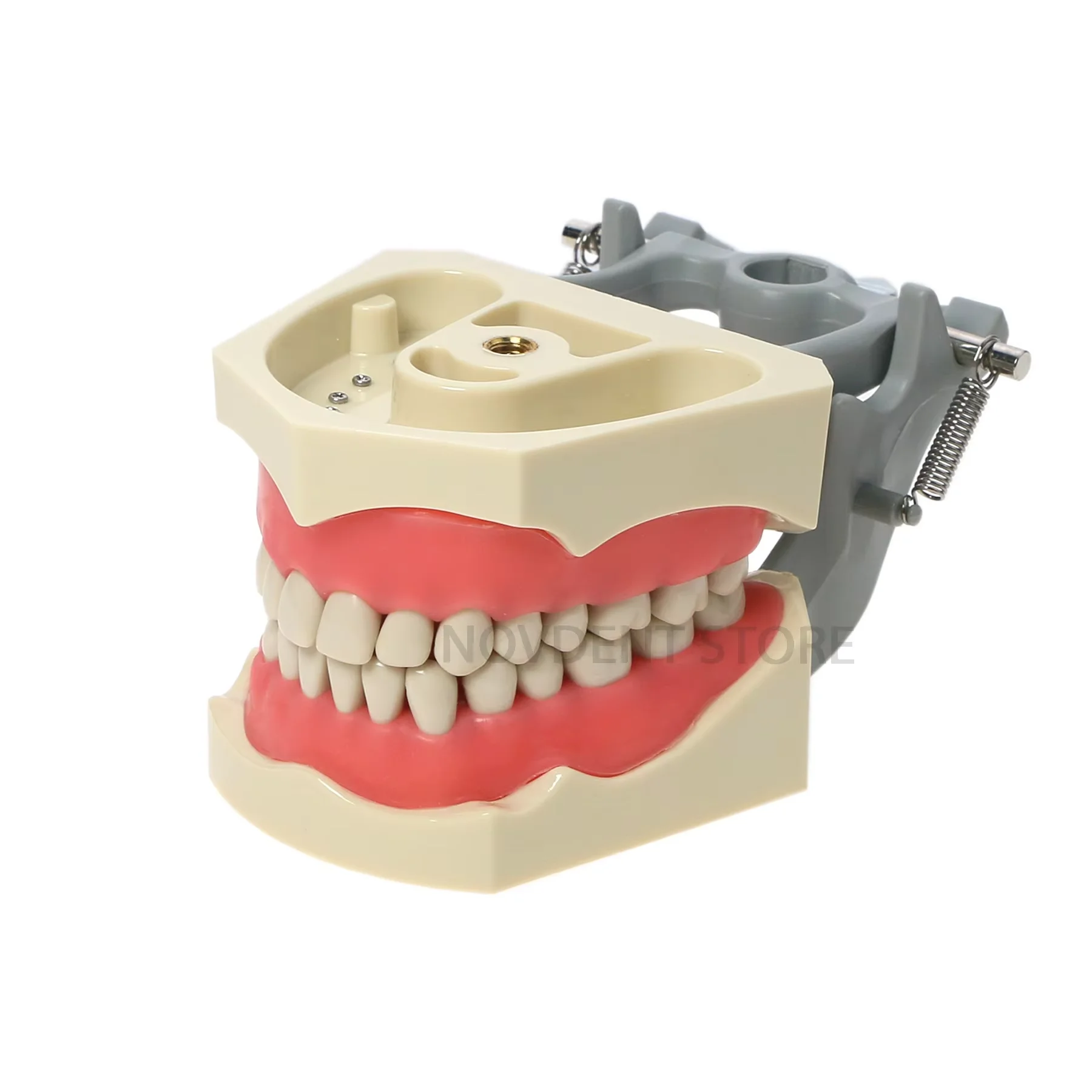 Dental M8030 32Pcs Teeth Model Columbia Dentoform Fit Typodont  Licensing Exam CDCA