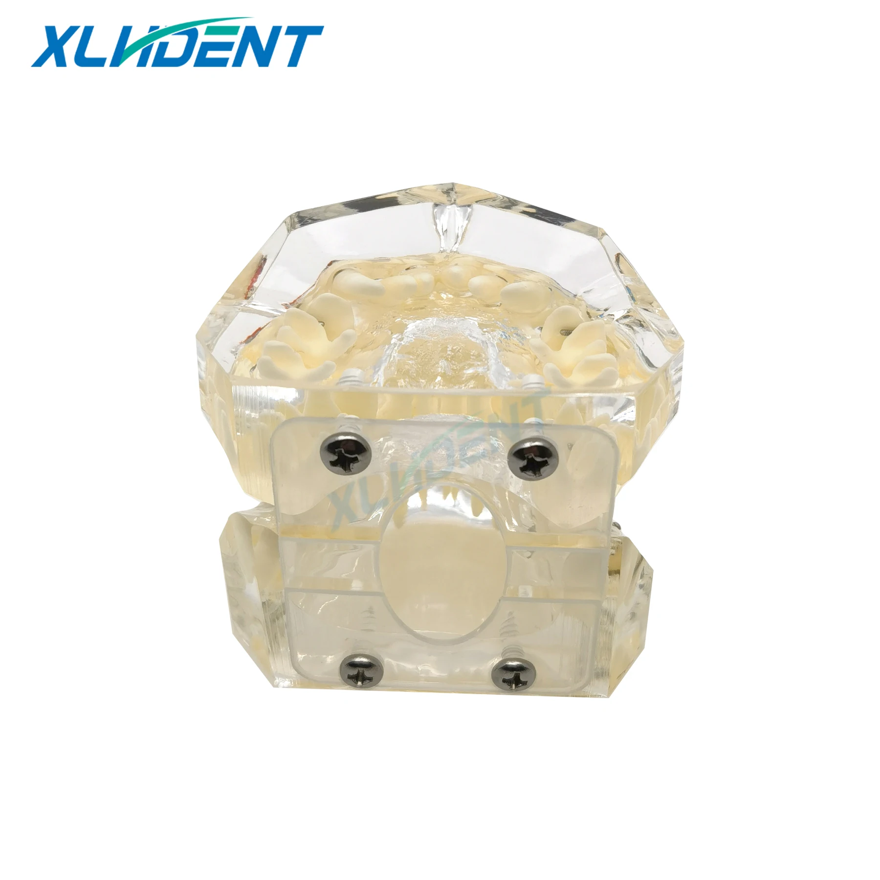 نموذج طب الأسنان مع قوس تقويم الأسنان للطبيب المريض الاتصالات علاج طبيب الأسنان نموذج مظاهرة نموذج طقم أسنان