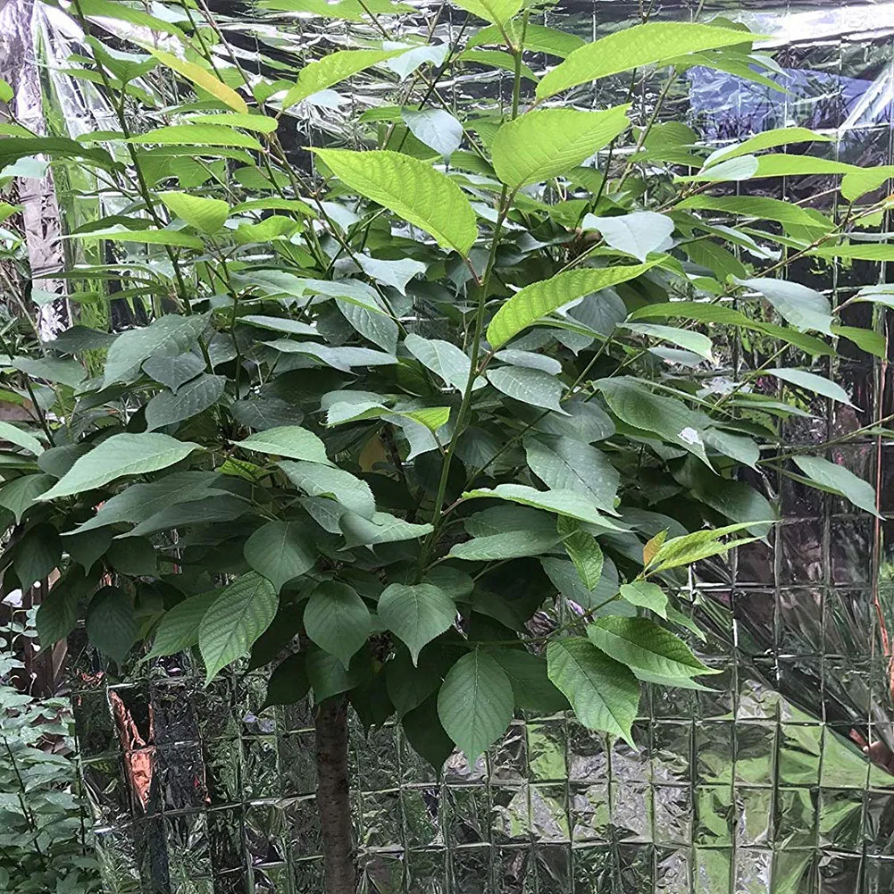 

Plants Garden Greenhouse Covering Foil Sheets Effectively Increase Plants Growth