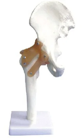 

Hip Joint Functional Model with Ligament Medical Science Arthrosis Anatomical Simulator Teacher and Student Aids for Medicine Co