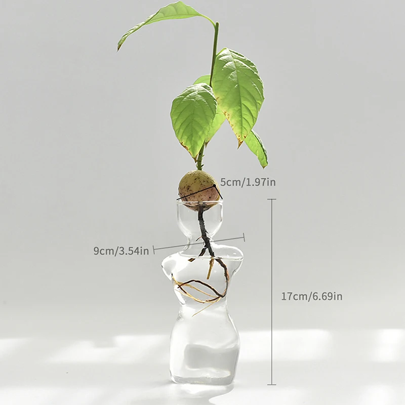 Transparent Glass Body Vase Avocado Seed Starters Vase Seed Growing Kit Avocado Vase For Gardening Lovers Home Decor