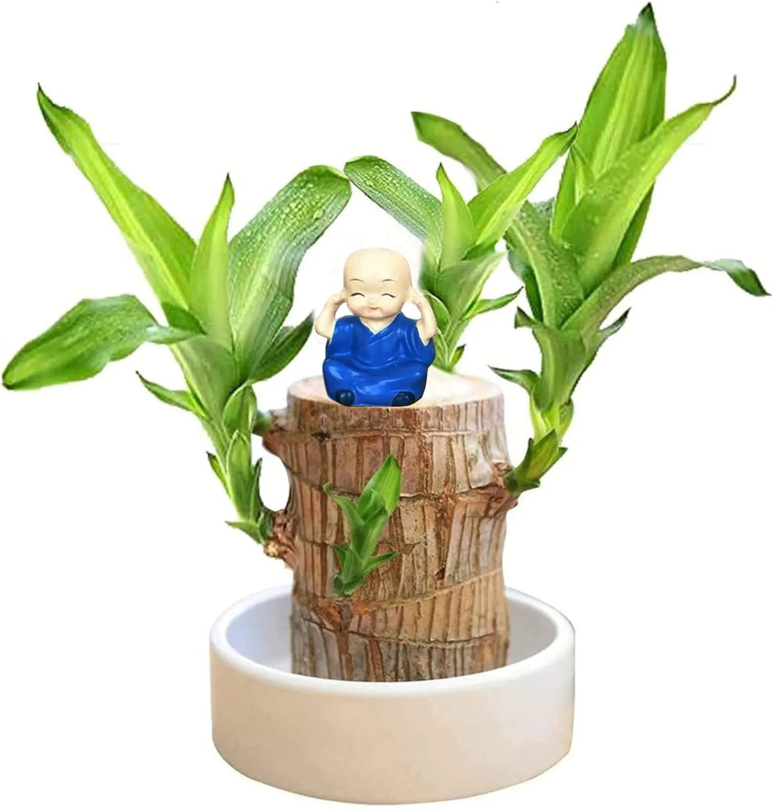 Brazilian Lucky Wooden Tray Hydroponic Potted Tree Stump Plant Tray Holder Office Desktop Decoration Popular  Ornament  Kid Gift