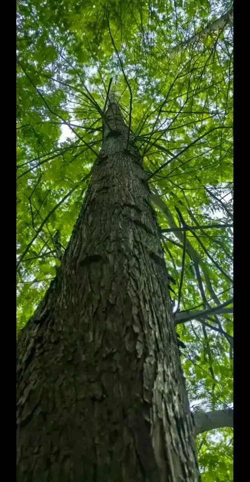 ChatGPT Grabadora de voz AI Control por aplicación Dispositivo de traducción de grabación AI Indicador LED Grabadora de voz inteligente para viajes de negocios