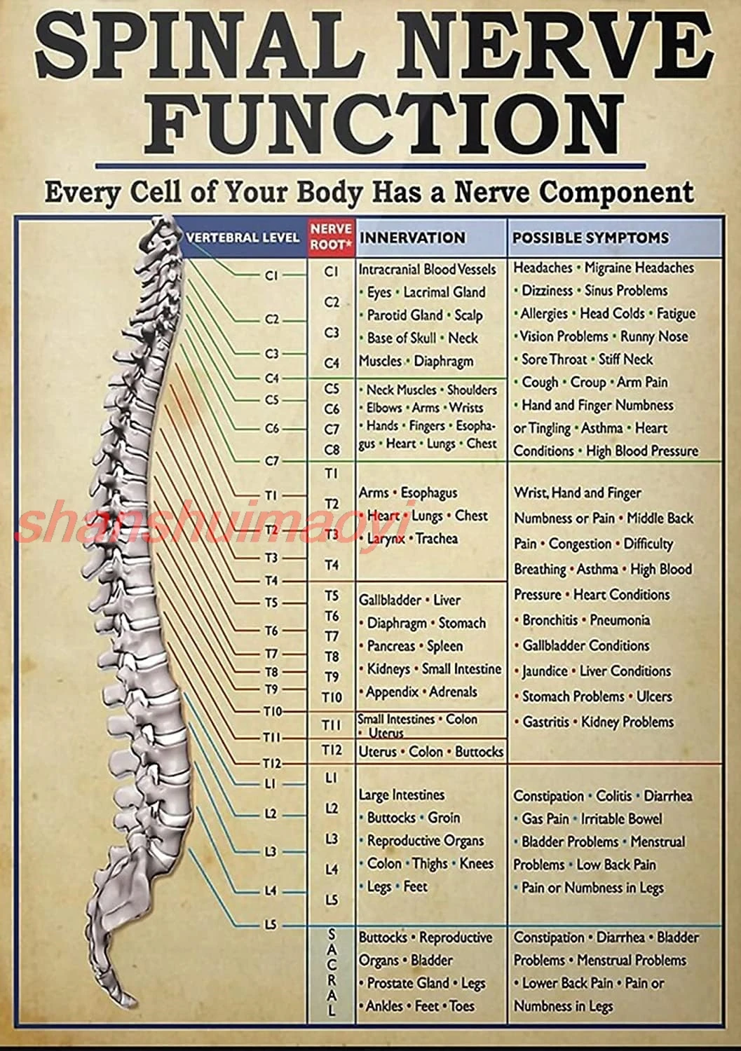 Spinal Nerve Function Metal Tin Sign Vintage Spinal Nerve Function Chart Root Chart Chiropractic Retro Poster Funny Room De 7855