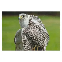 Gyrfalcon Falcon Jigsaw Puzzle Personalized Wooden Compositions For Children Customized Toys For Kids Personalized Name Puzzle