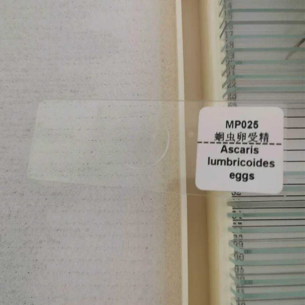 1 Piece Ascaris fertilized egg or Ascaris unfertilized eggs w.m Parasitology Prepared Slides wholesale supplier