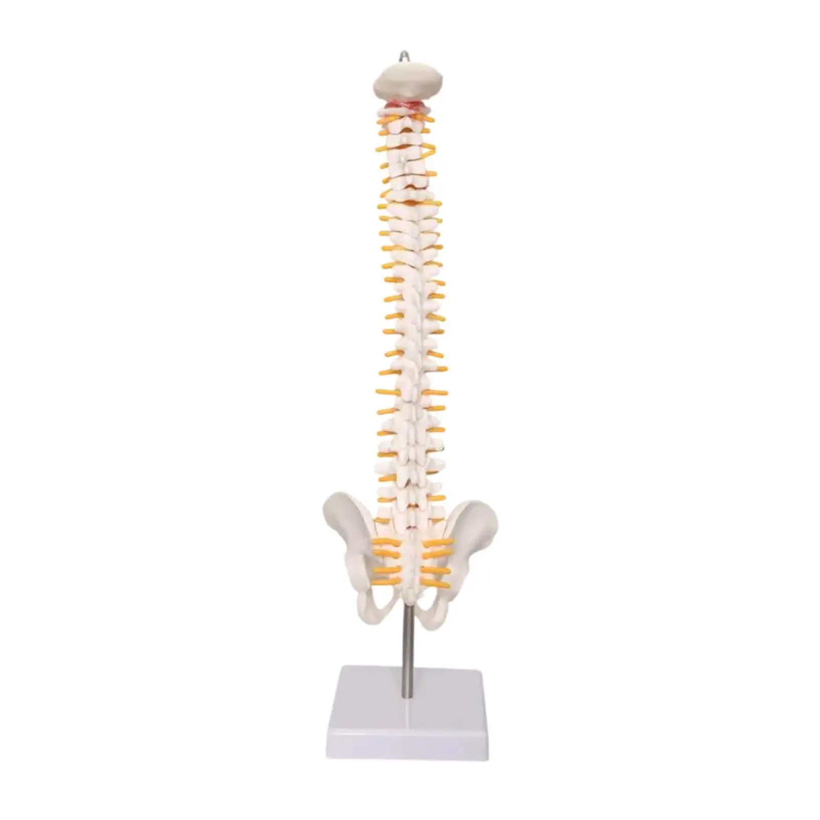 Spine Model Vertebral Column Model 45 cm Desktop Decoration Teaching Spine Display Stand Spinal Cord Model for Education Tool