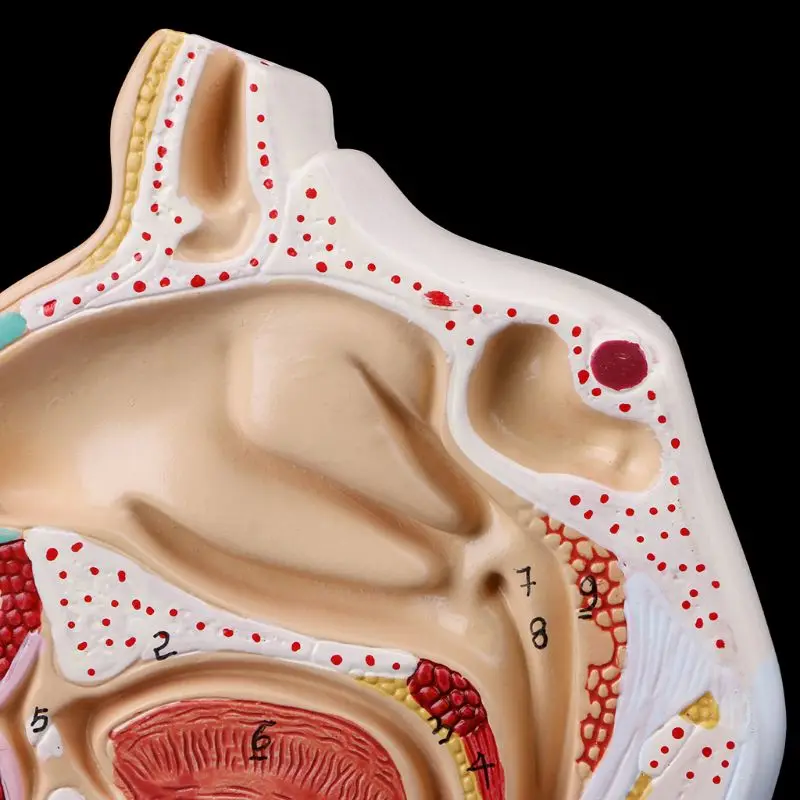 Narzędzie do nauczania anatomii ludzkiej jamy nosowej i gardła Model medyczny