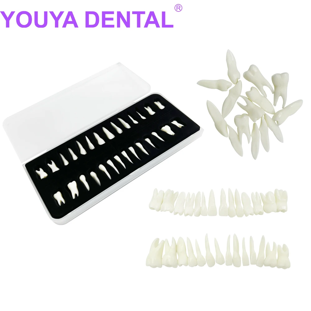 28Pcs Dental Monochrome Permanent Teeth Model 1:1 Dental Implant Model  With Roots Simulation In Vitro Model Dentistry Teaching