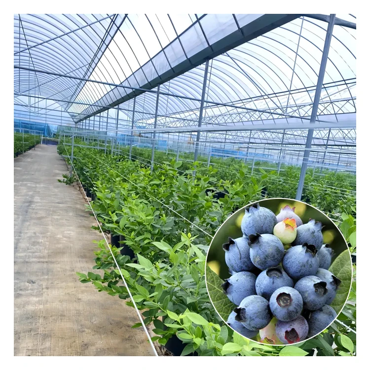 2025 간편 채소밭 묘목 재배 토마토 식물 온실 프레임 키트 플라스틱 온실 장비
