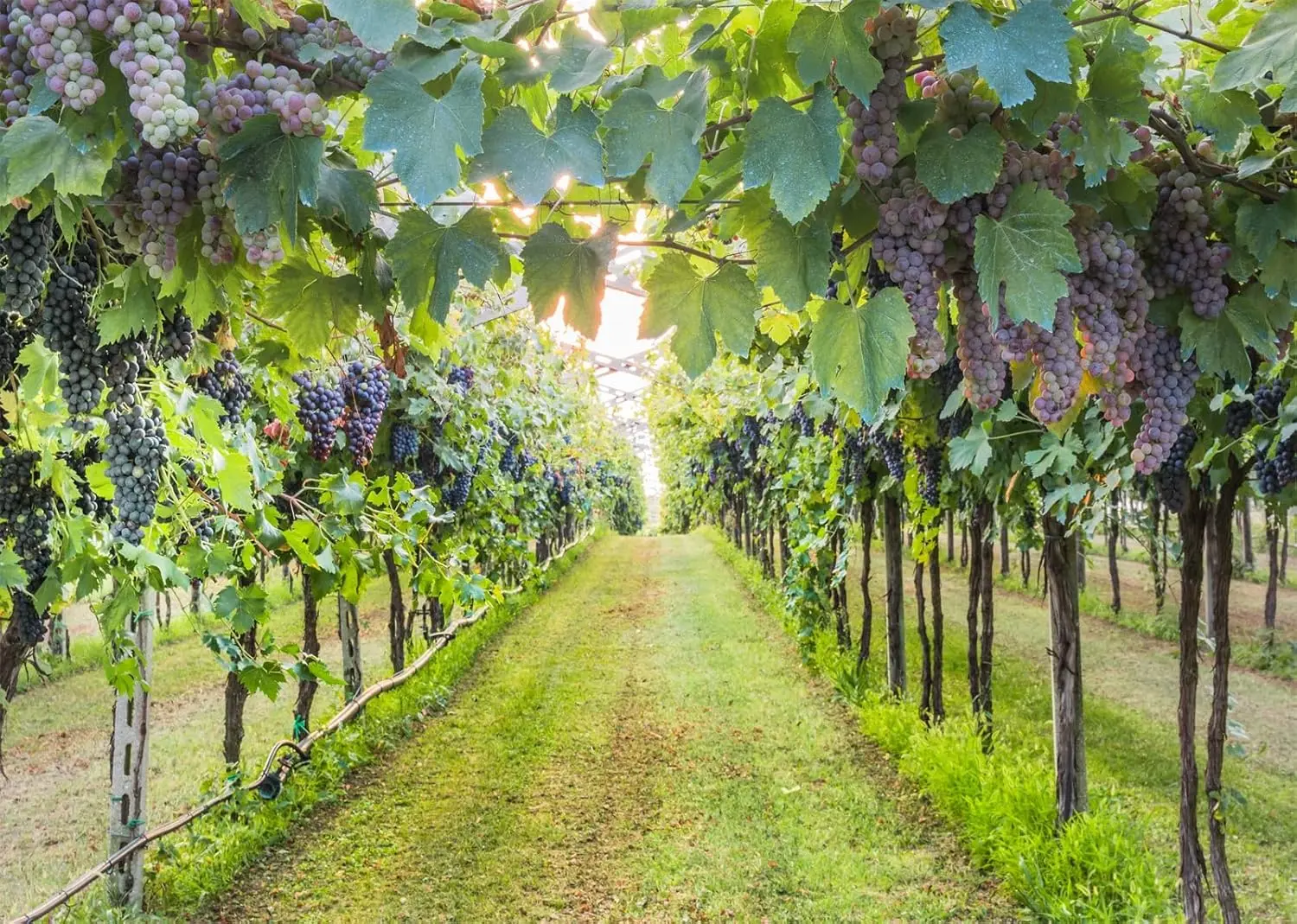 

Фоны с виноградником для фотографии, сельская местность, виноград, пейзаж, винодель, ферма, виноград, урожай, вино, фотофон