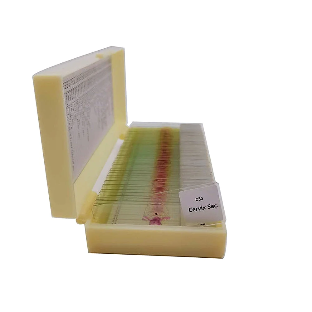 50 sztuk mieszanych preparatów histologicznych do nauki histologii — zdjęcie produktu 5