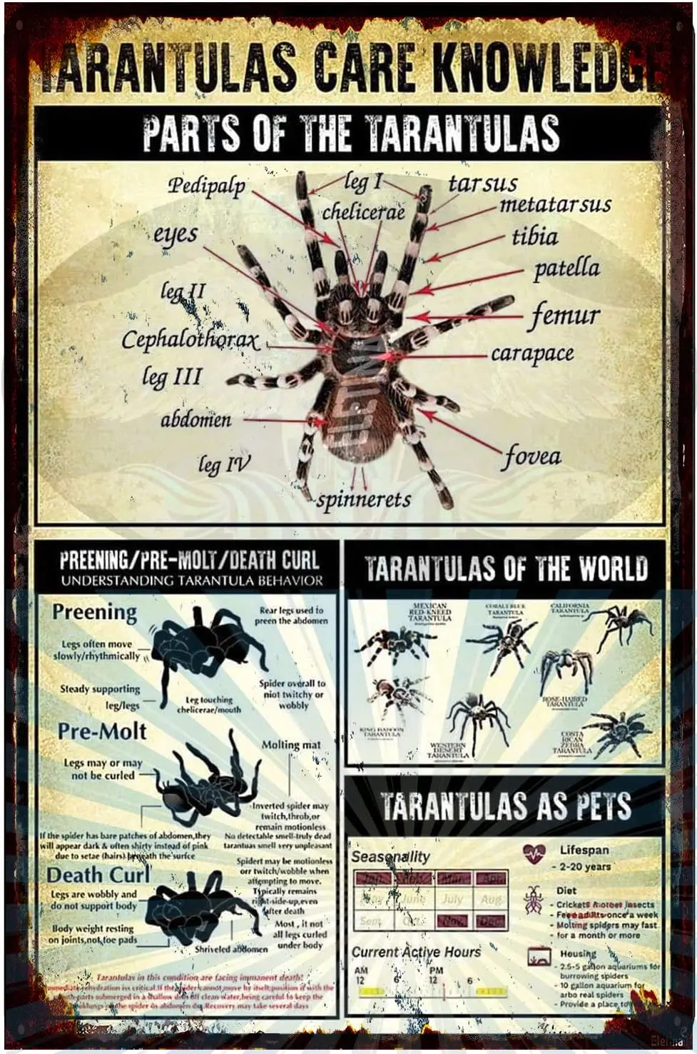 Retro Metal tin Sign Tarantula Care Knowledge Tarantulas As Pets Tarantulas of The World Funny Tin Sign Exterior Home Cave  sign