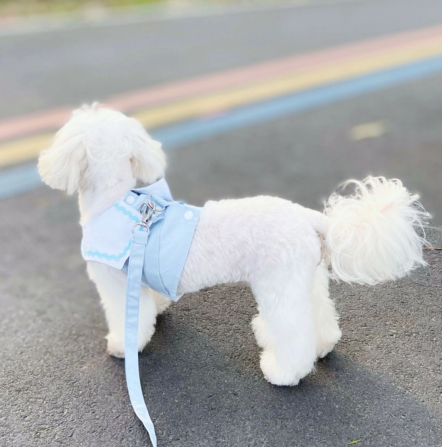 Spring and Summer Ins Short Chest Back College Shirt Cat Dog Ice Cream Color Breathable Leash Strap Cute Cat Leash Dog Leash