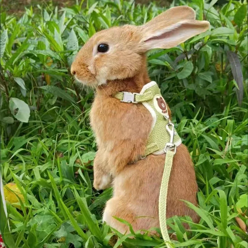 Conjunto de arnés y correa para conejos, accesorios para mascotas, chaleco, correas para conejos para caminar al aire libre, suministros para