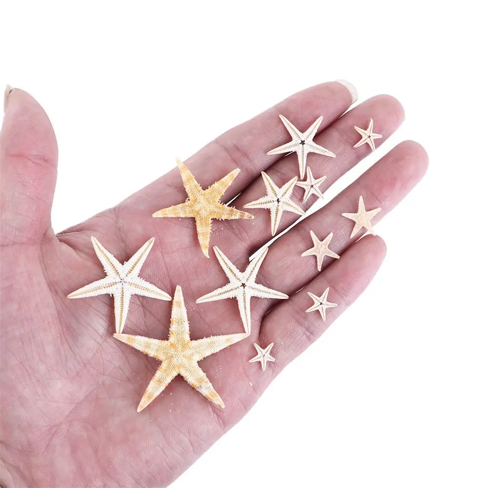 1 Box Natural Starfish Seashell Beach Craft Natural Sea Stars DIY Beach Wedding Decoration Crafts Home Decor Epoxy 1-5cm