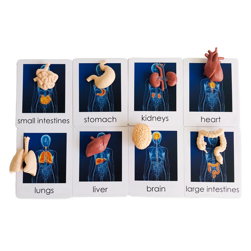 Montessori Language Materials Human Organ Models W/ Cards Biology Learning Resources  Early Educational Equipment Teaching Aids