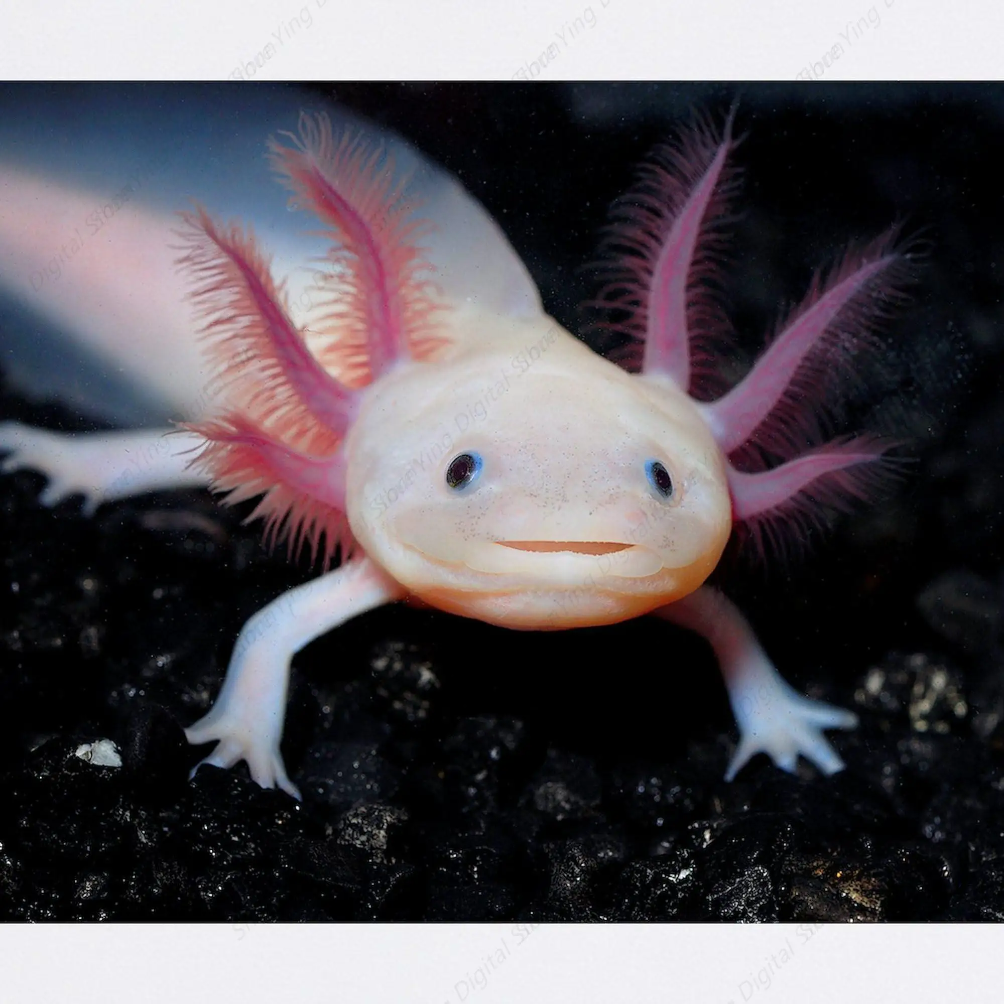 Axolotl Animal Anti Slip Rubber Gaming Mouse Pad Suitable For Gaming Office Laptop Mouse Pad 18*22cm